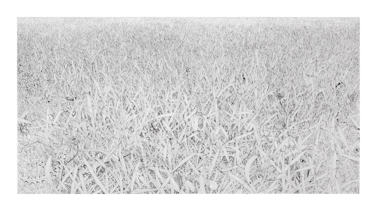 Grass #3
