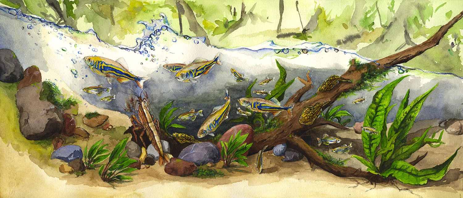 Southeast Asian Stream Biotope