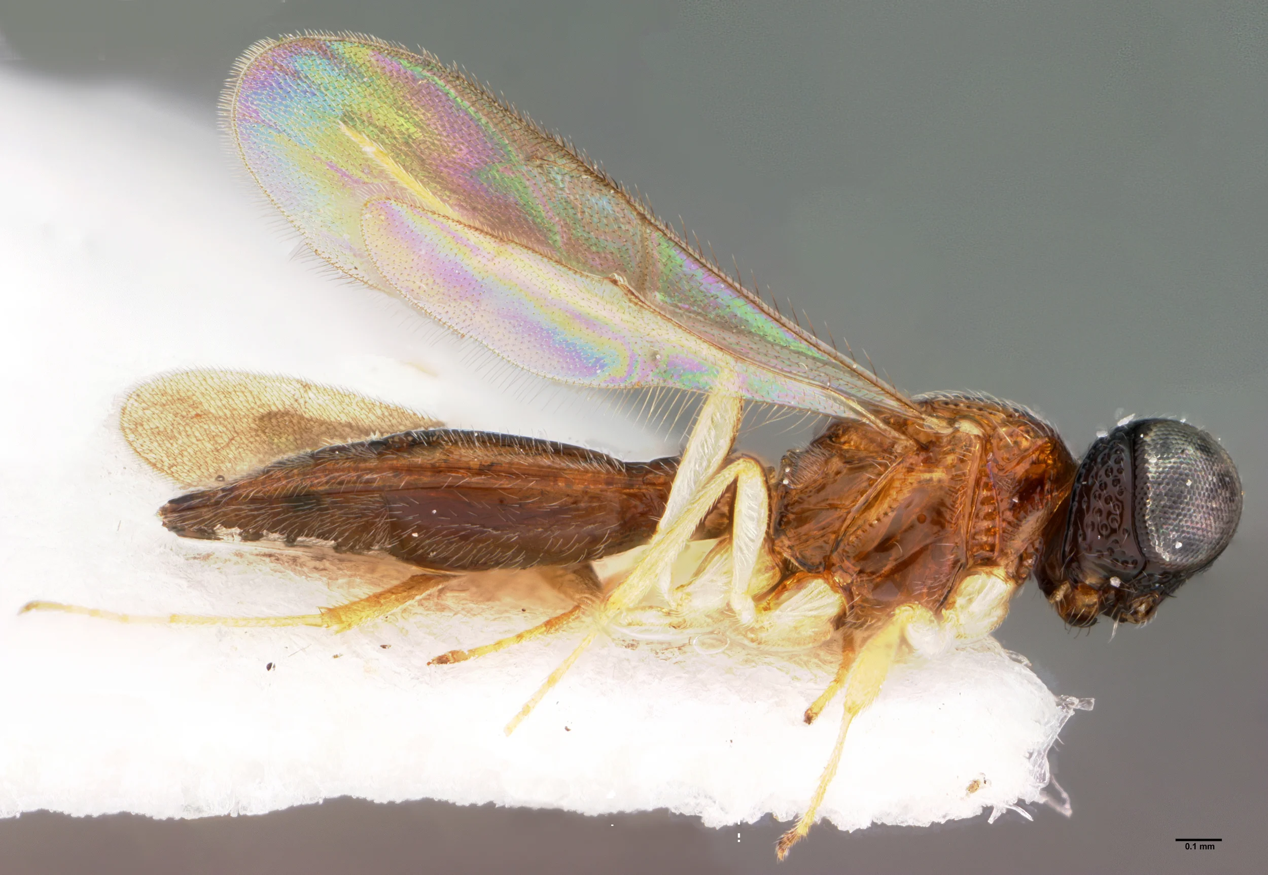 Yunkara inornata Galloway
