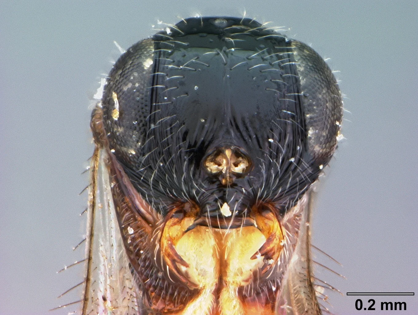 Teleas annulicornis