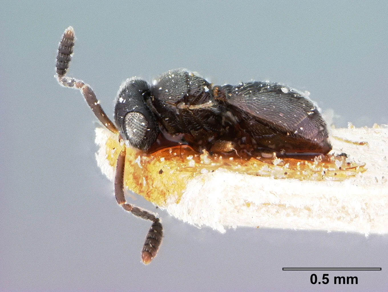 Trimorus borealis