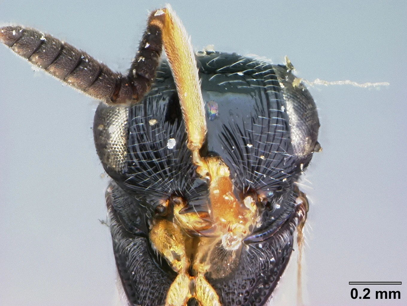 Trimorus erythropus
