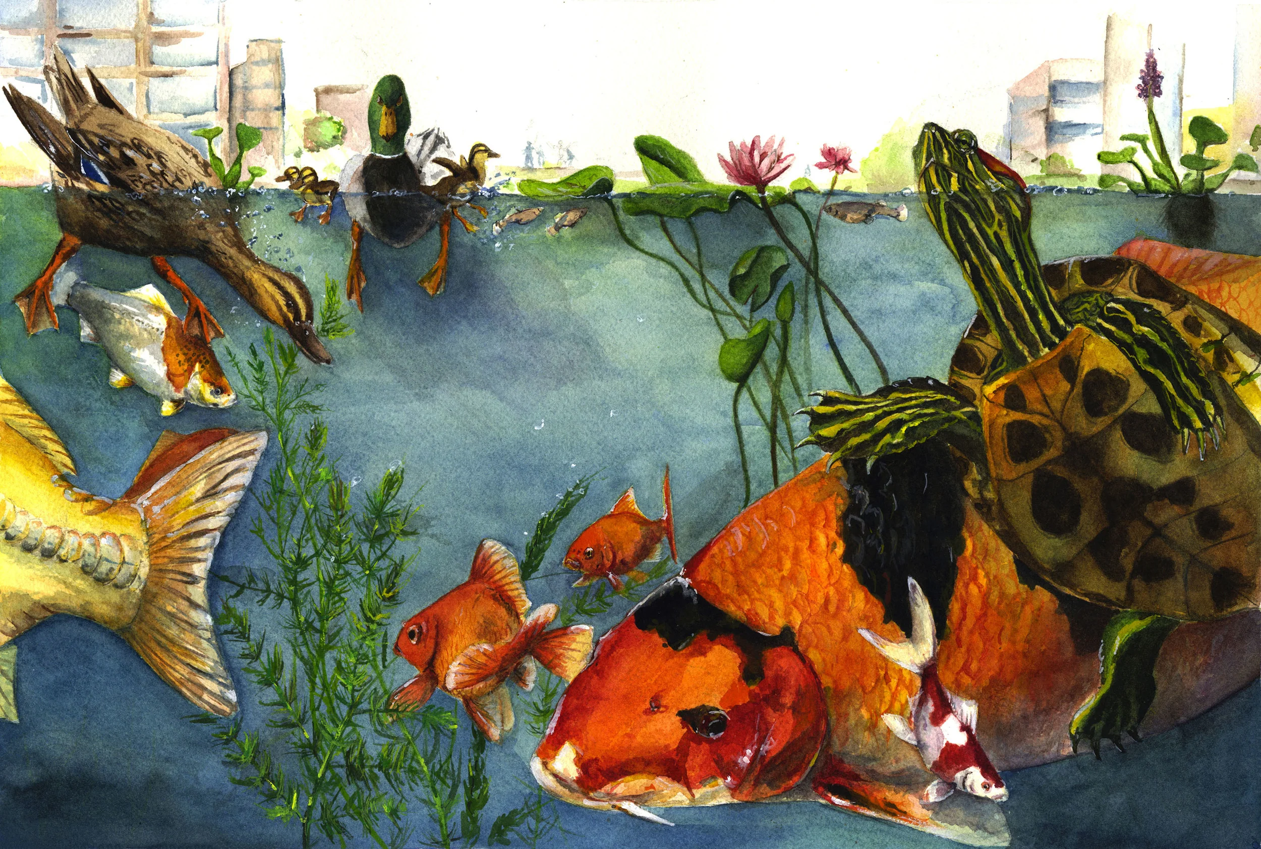 The Pond