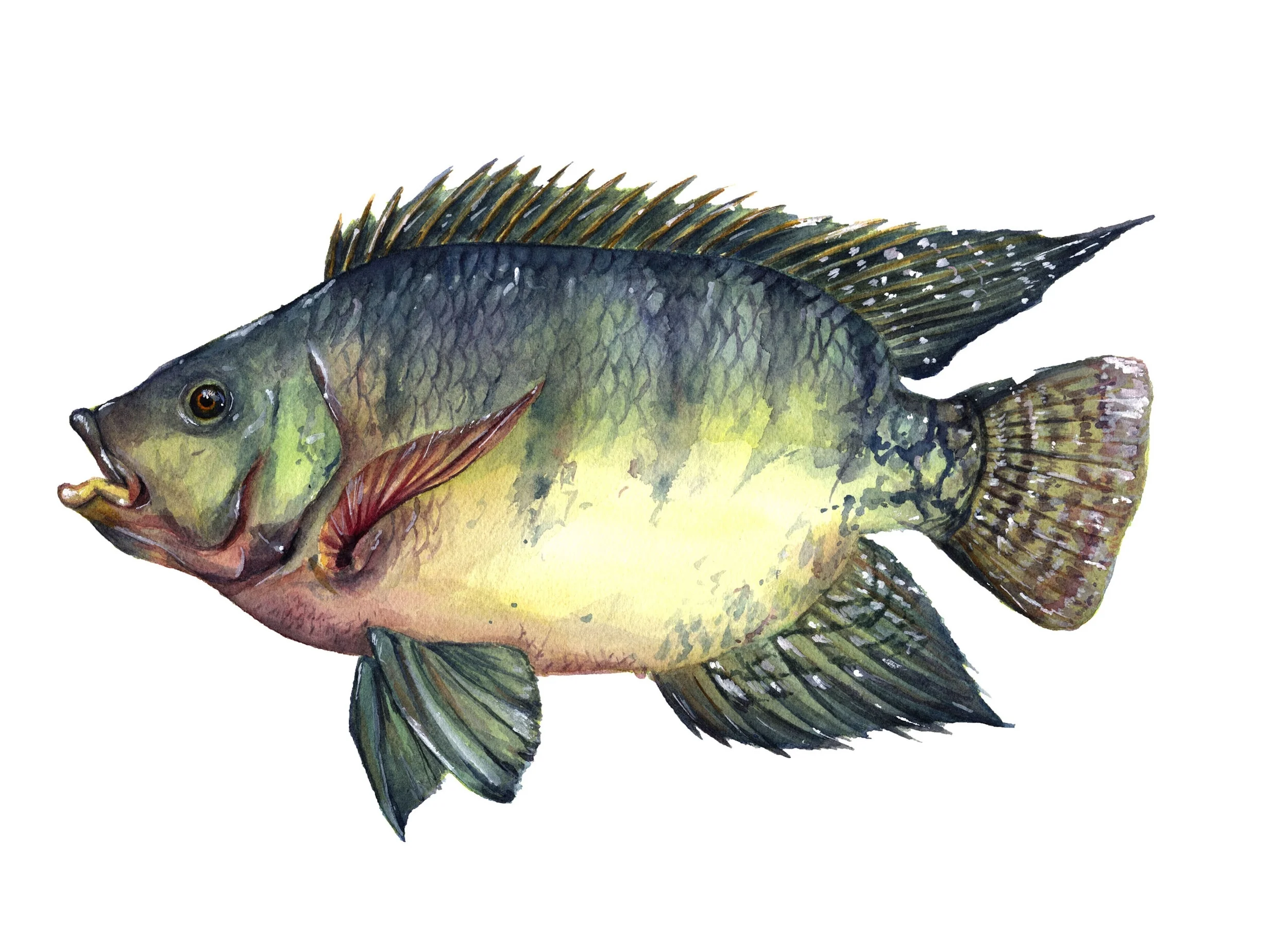 Nile Tilapia, Oreochromis nilotica