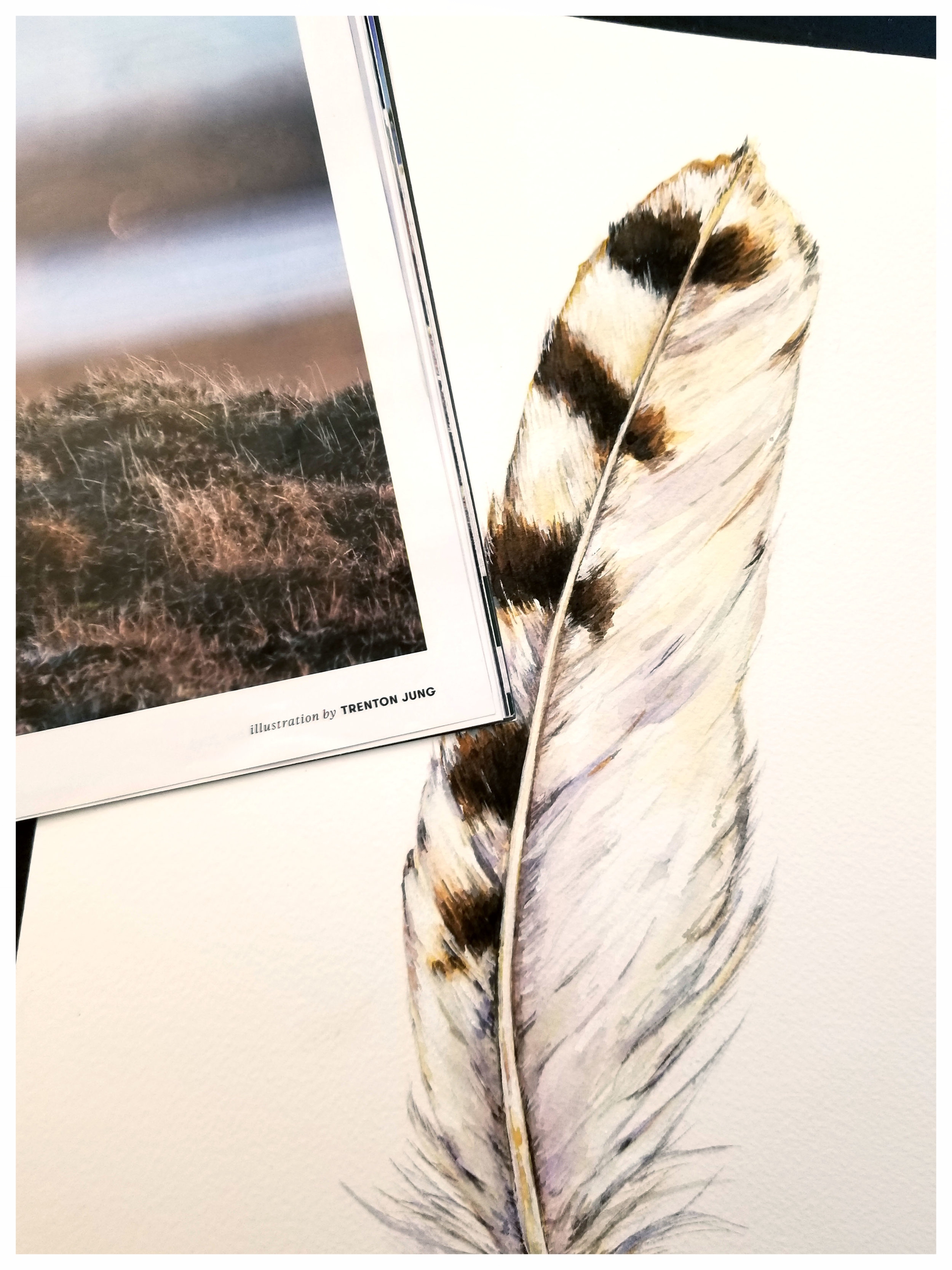 Snowy Owl Feather