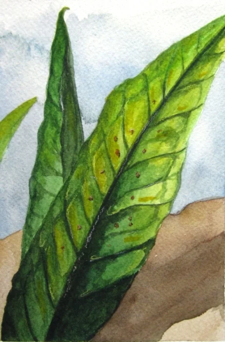 Java Fern - Spot Illustration