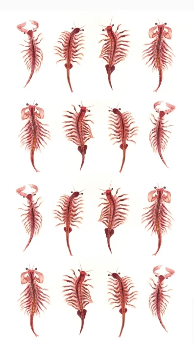 Artemia salina Pattern