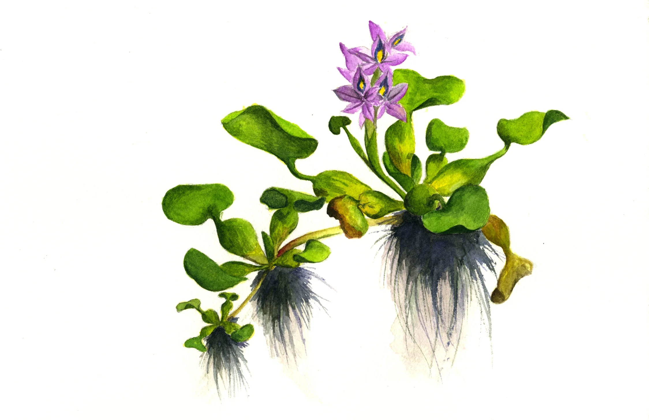 Water Hyacinth: Reproduction