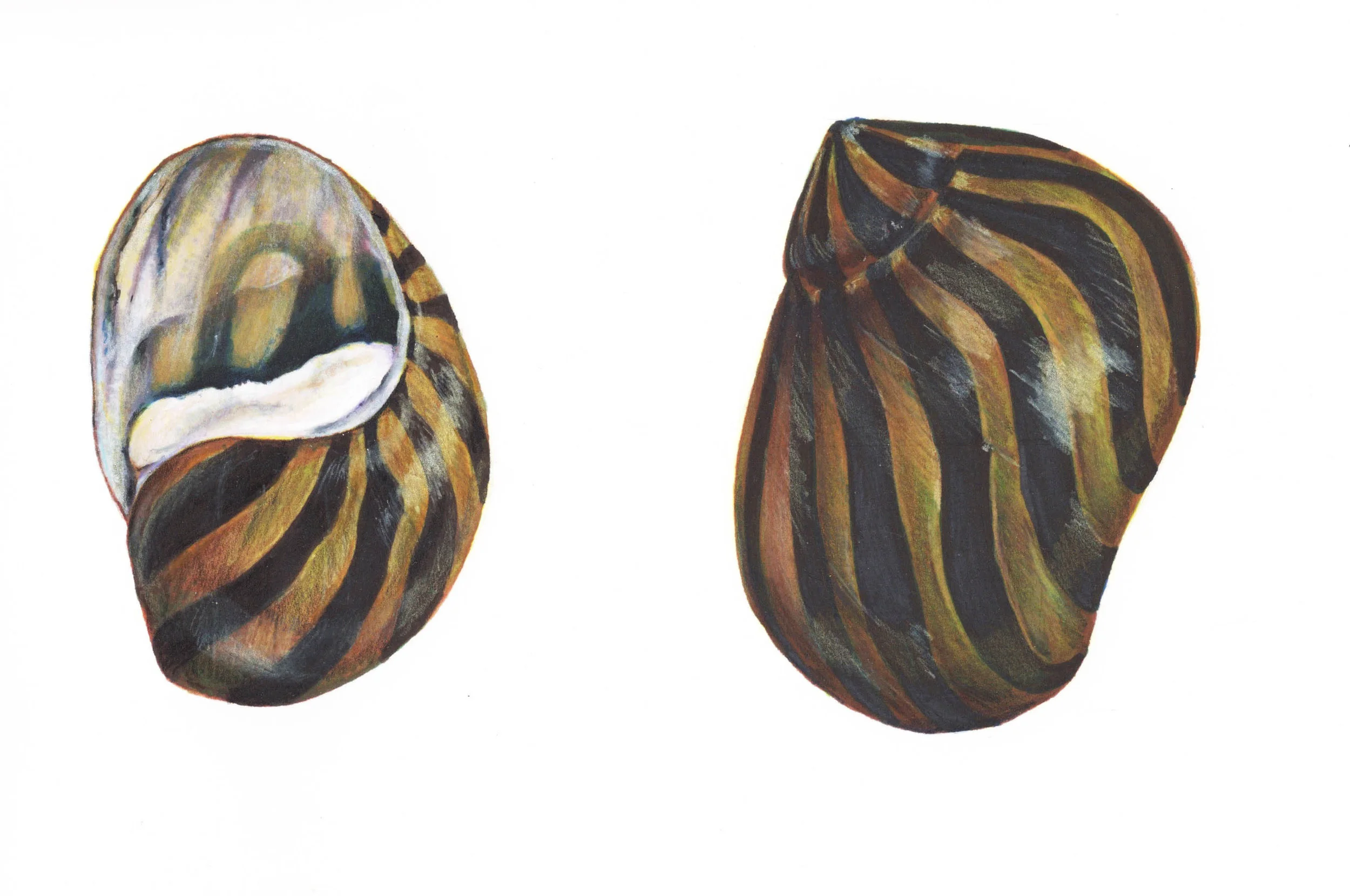 Zebra Nerite Snail