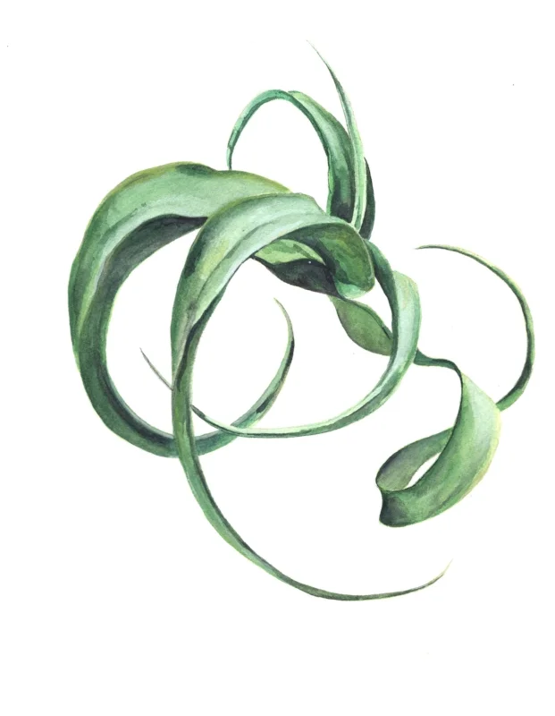 Air Plant Abstract No. 5