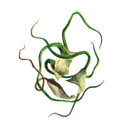 Air Plant Abstract No. 6
