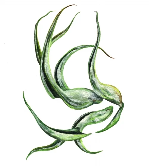 Air Plant Abstract No. 8