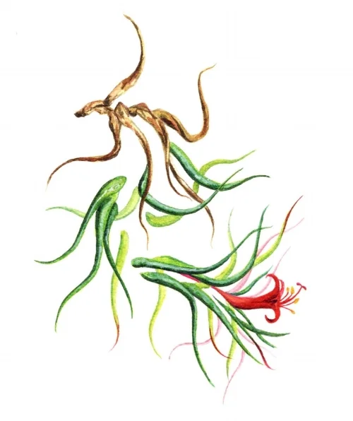 Air Plant Abstract No. 9