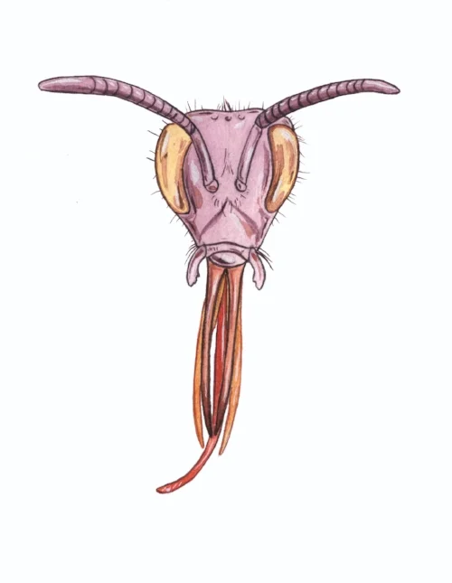 Bumble Bee Head - Anatomy