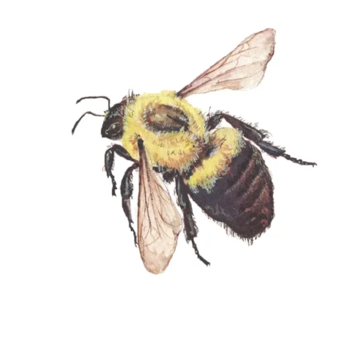 Bumble bee Drone (Male)