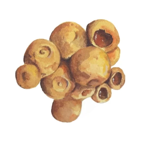 Bee Nest Structure