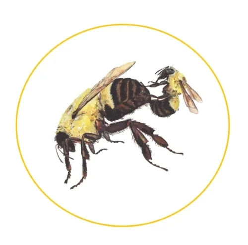 Queen and Drone Mating