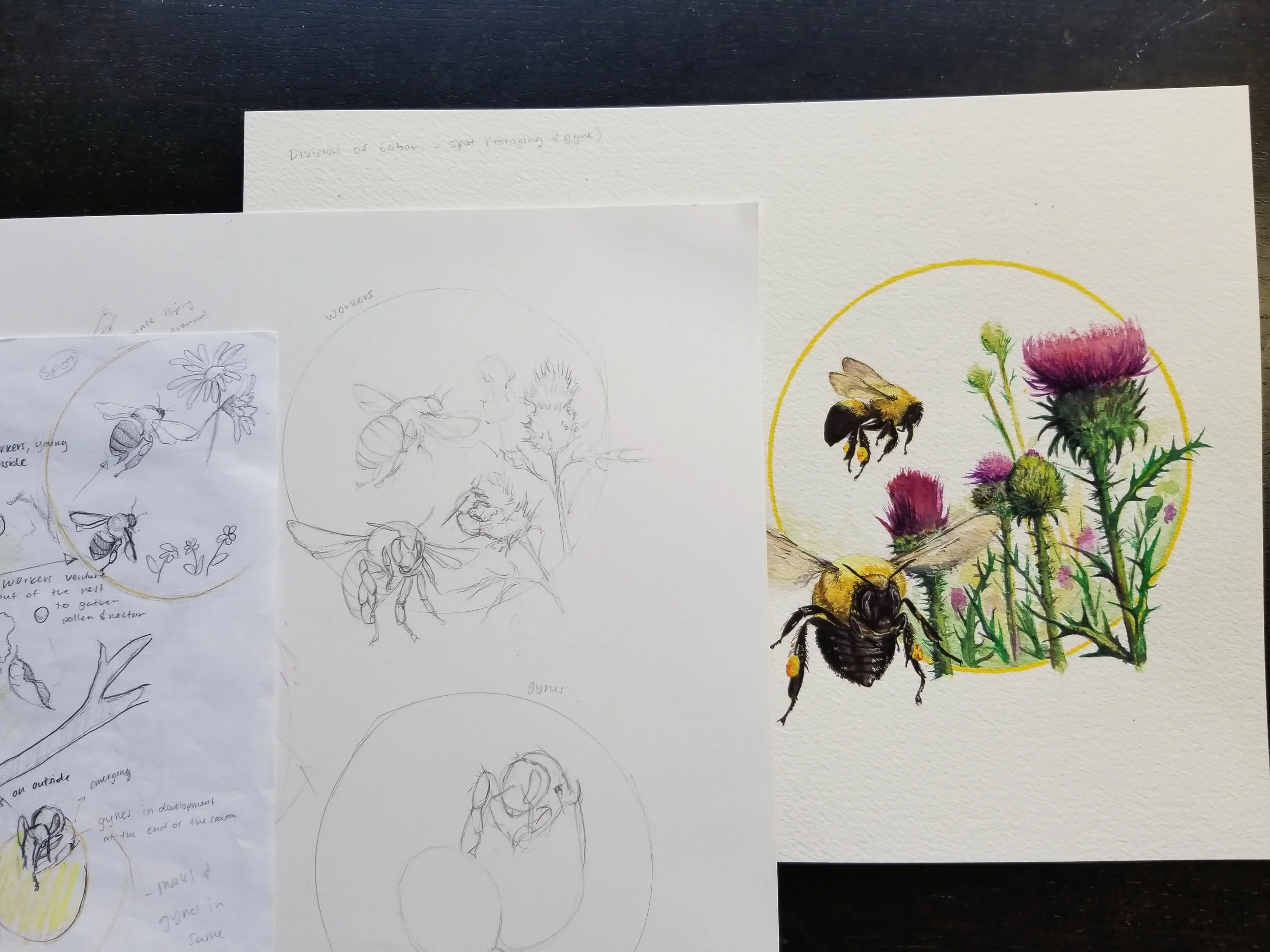Initial sketch, to a final sketch, and finished illustration.