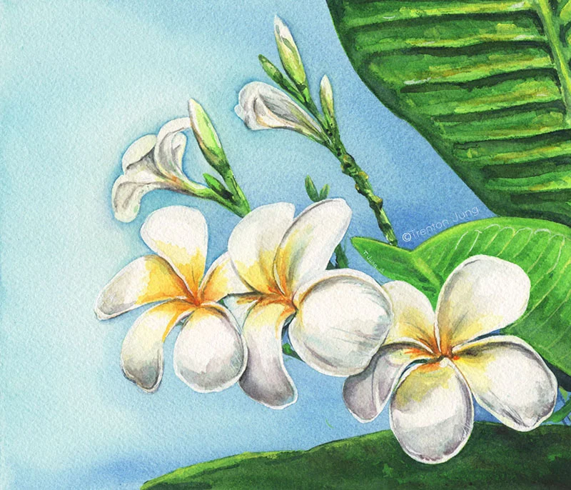 Plumeria alba
