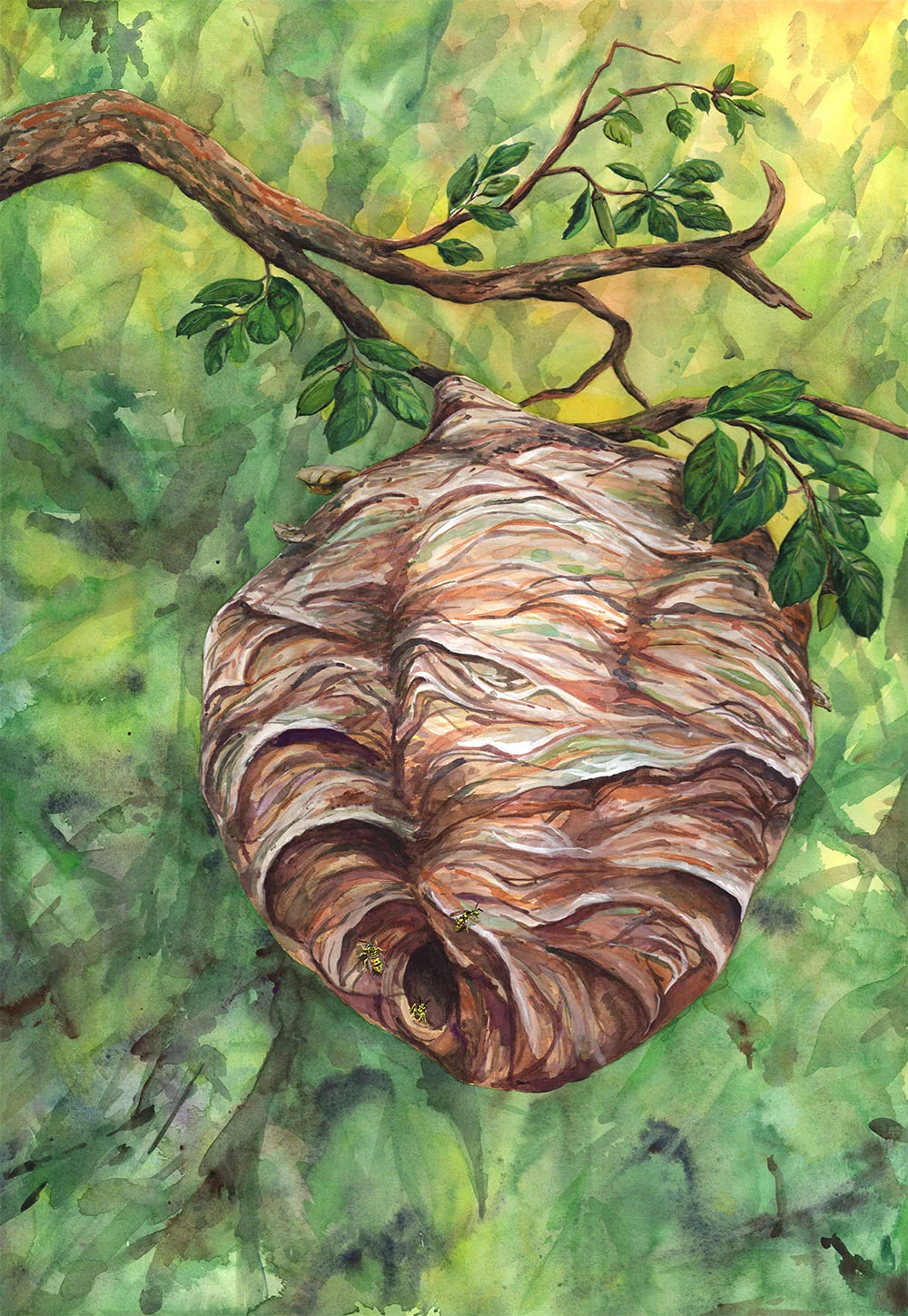 California Yellowjacket Nest on Live Oak