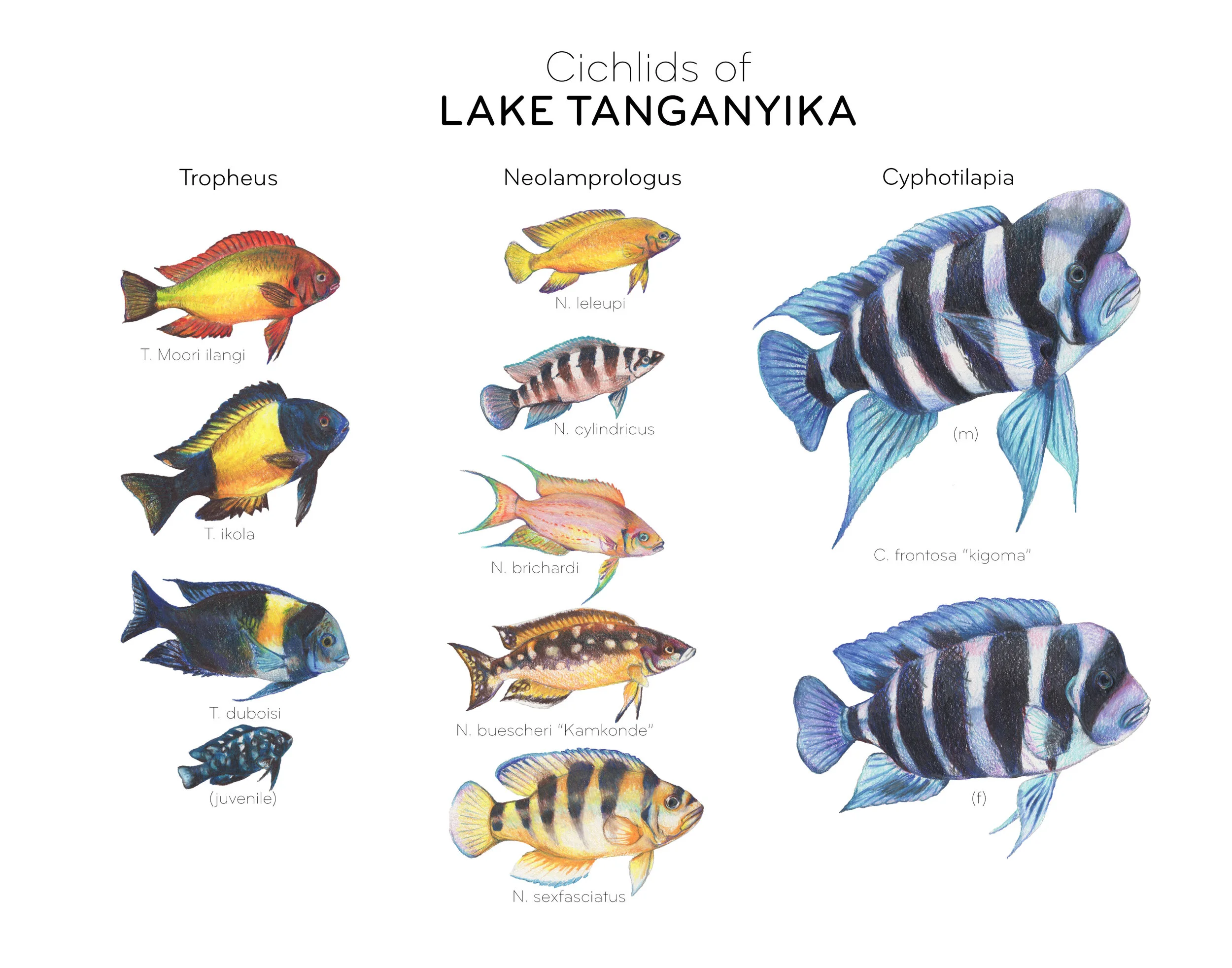 Tanganyika Cichlid Poster 11x14.jpg