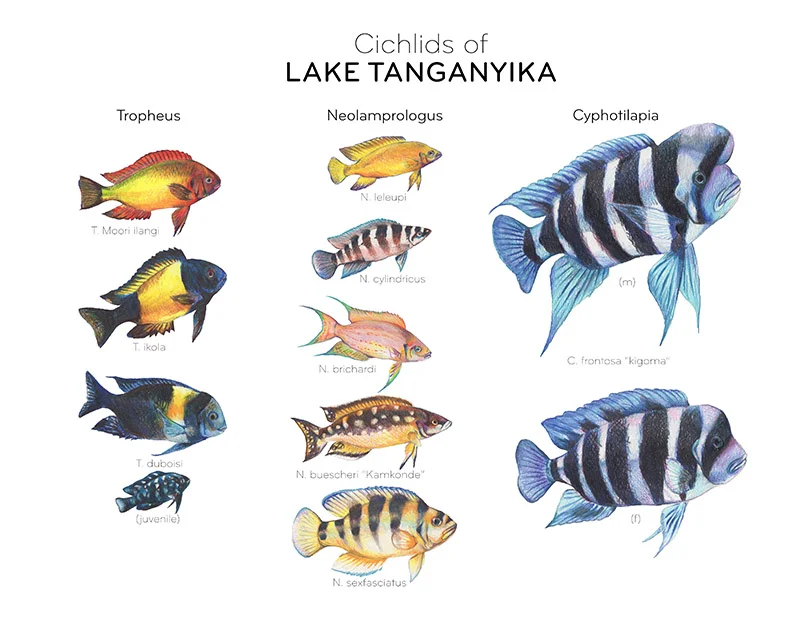 Tanganyika Cichlid Poster small.jpg