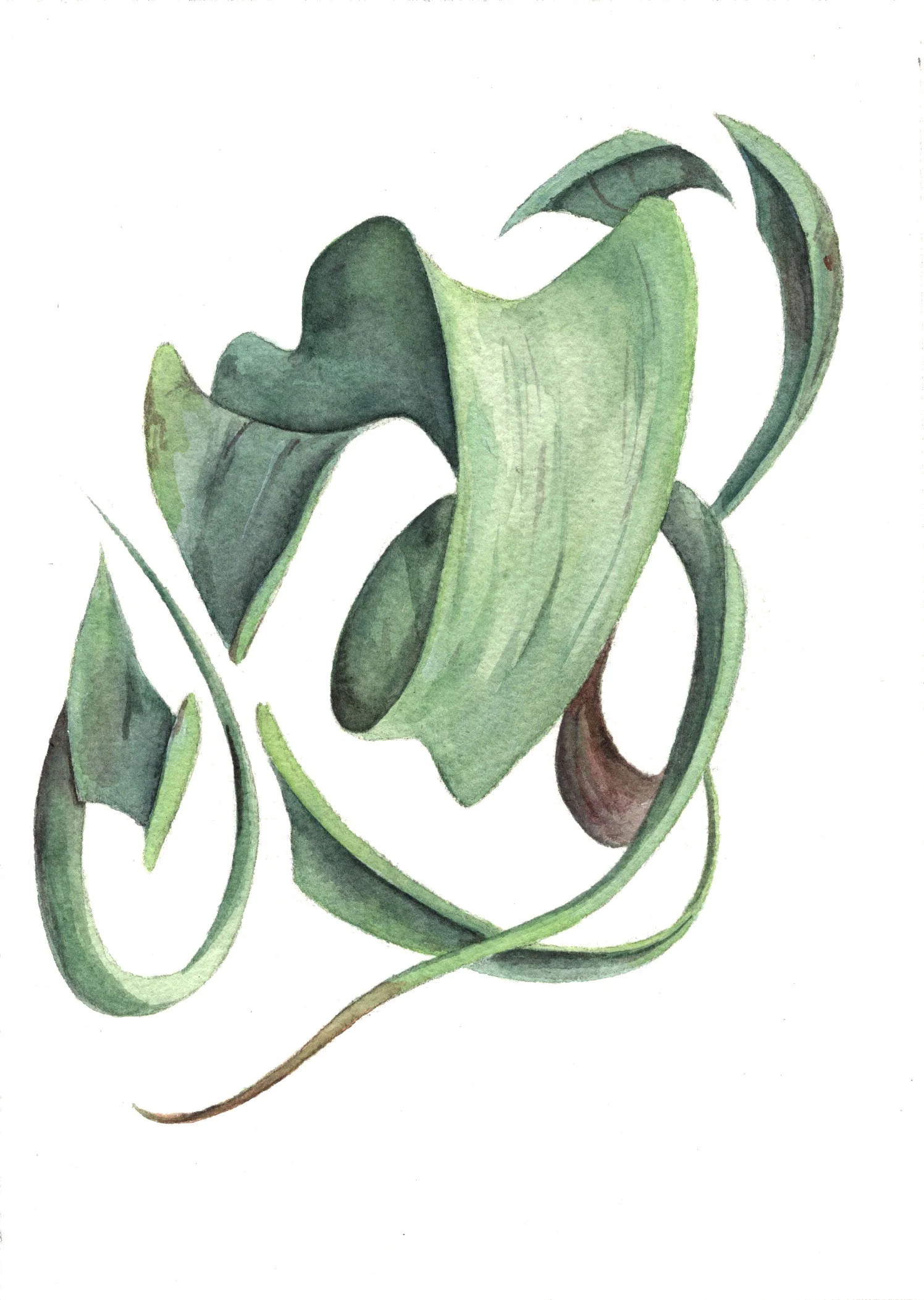 Air Plant Abstract No. 11