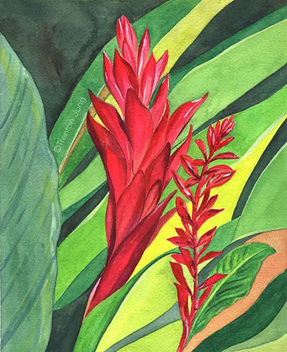 Alpinia purpata