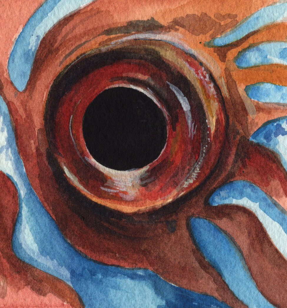 Discus Eye.jpg