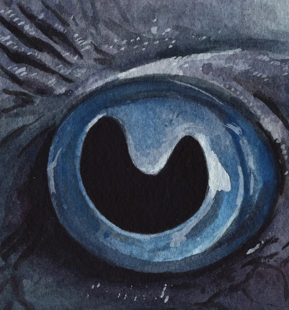 Pleco Eye.jpg