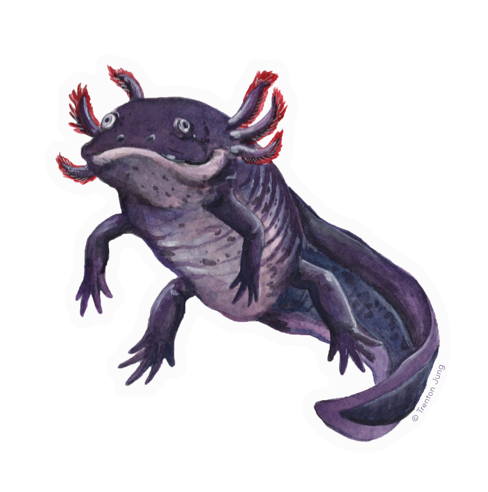 Axolotl_Whiteborder.png