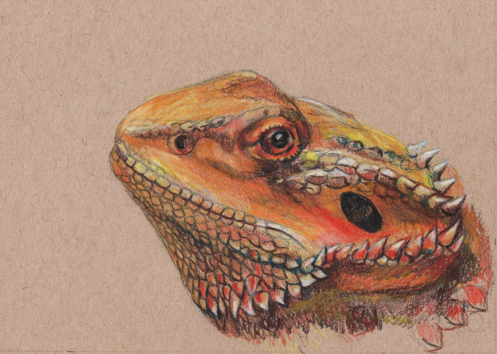 Bearded Dragon.jpg