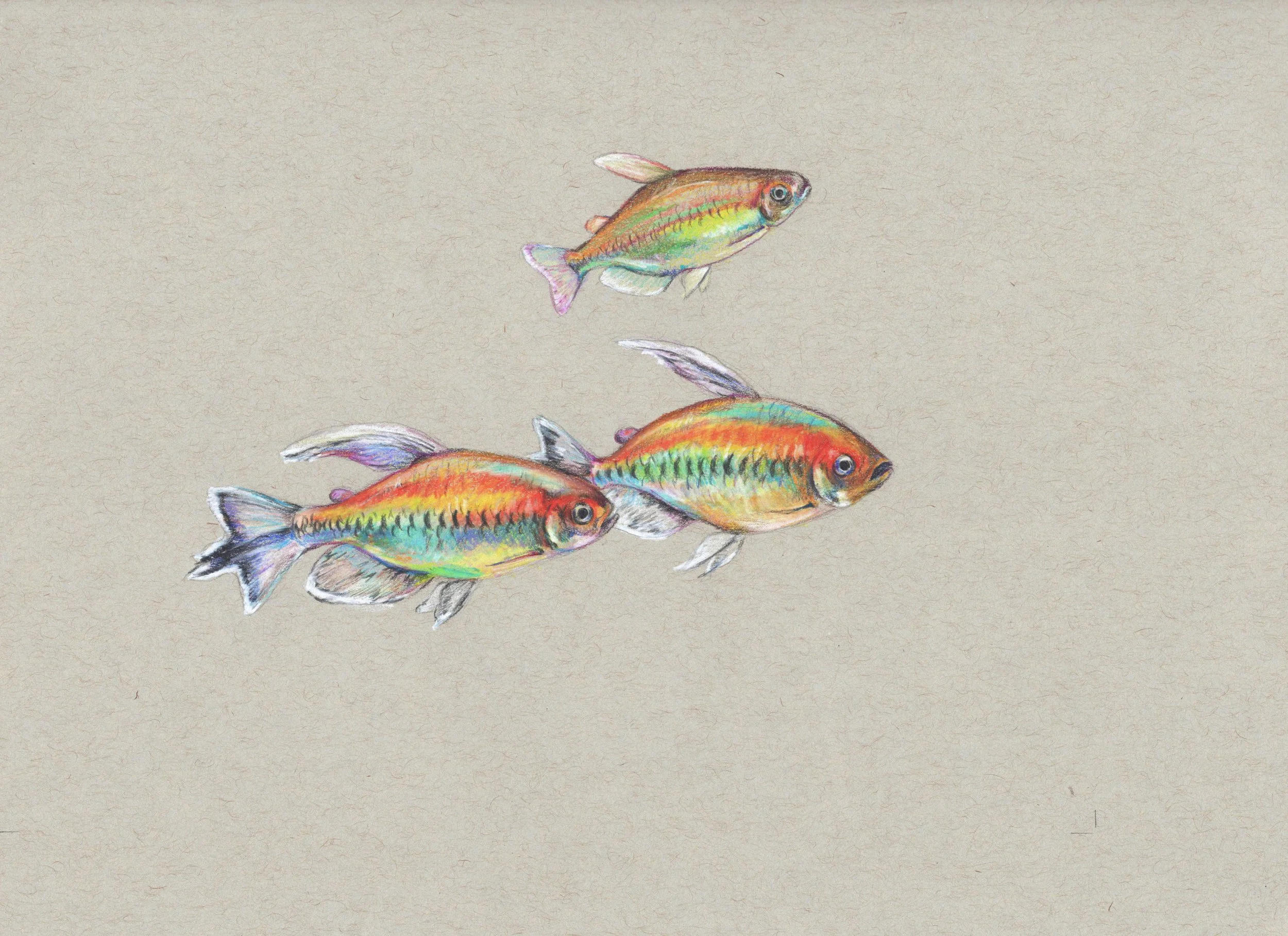 Congo Tetras.jpg