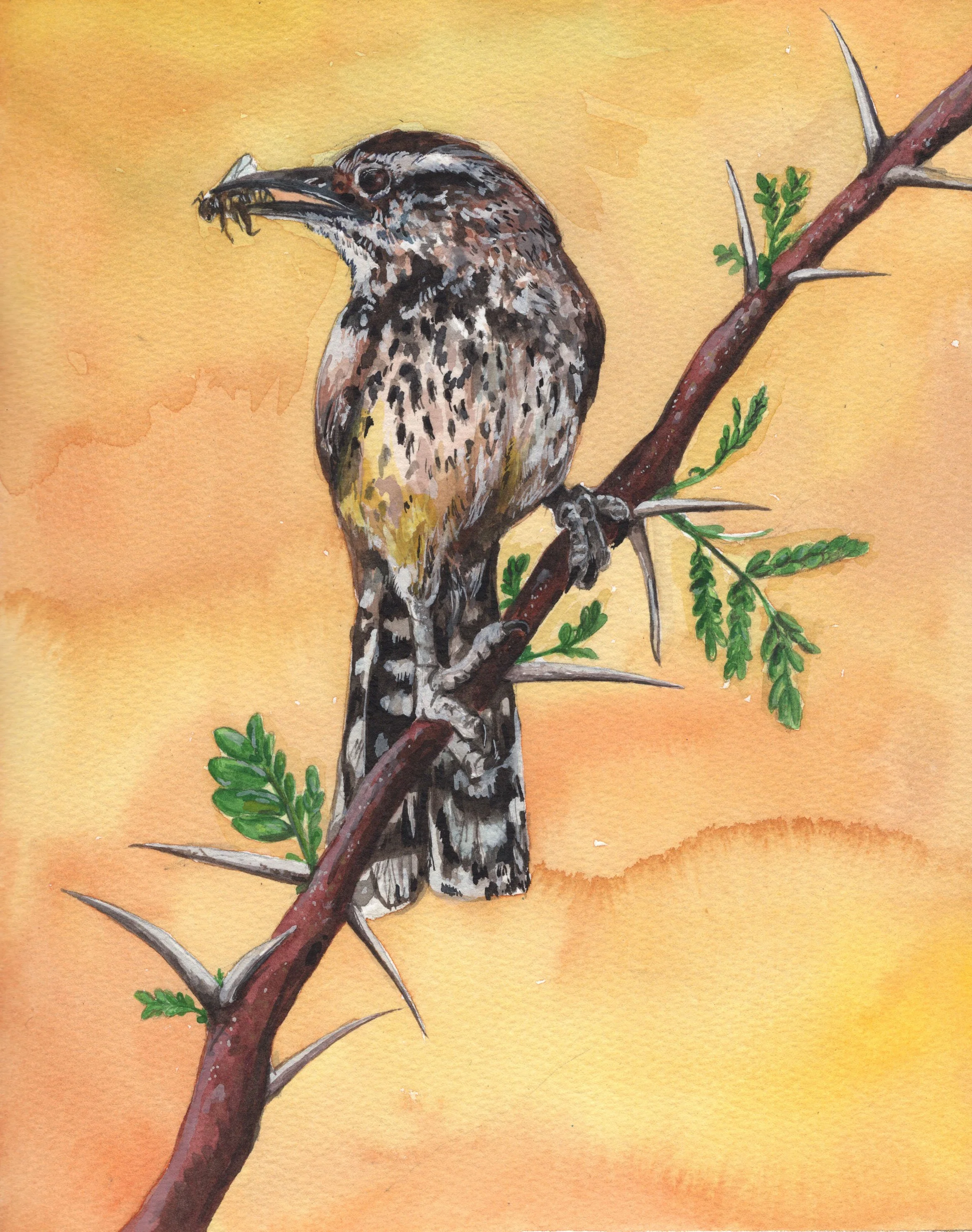 Cactus Wren.jpg