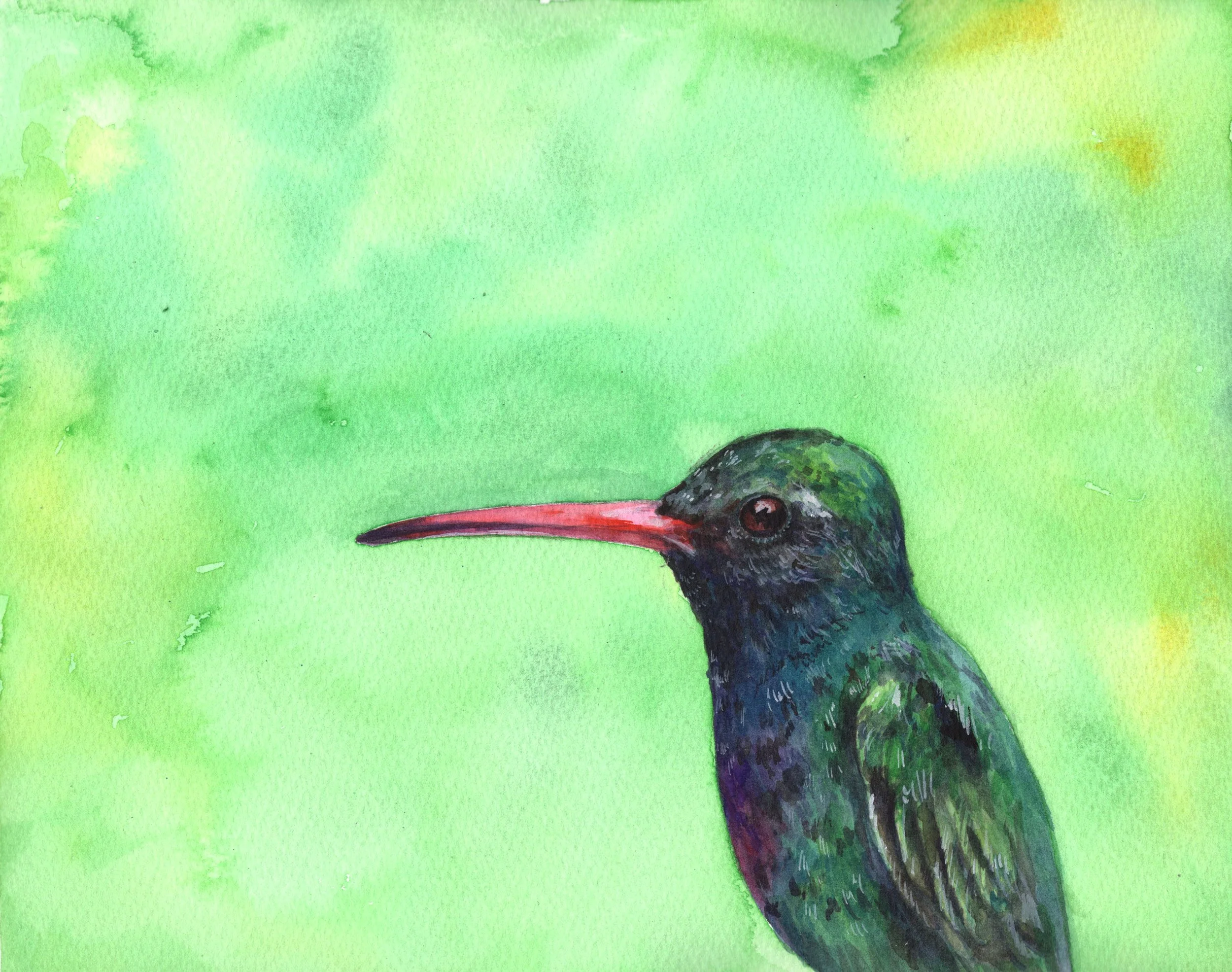 Broad Billed Hummingbird.jpg
