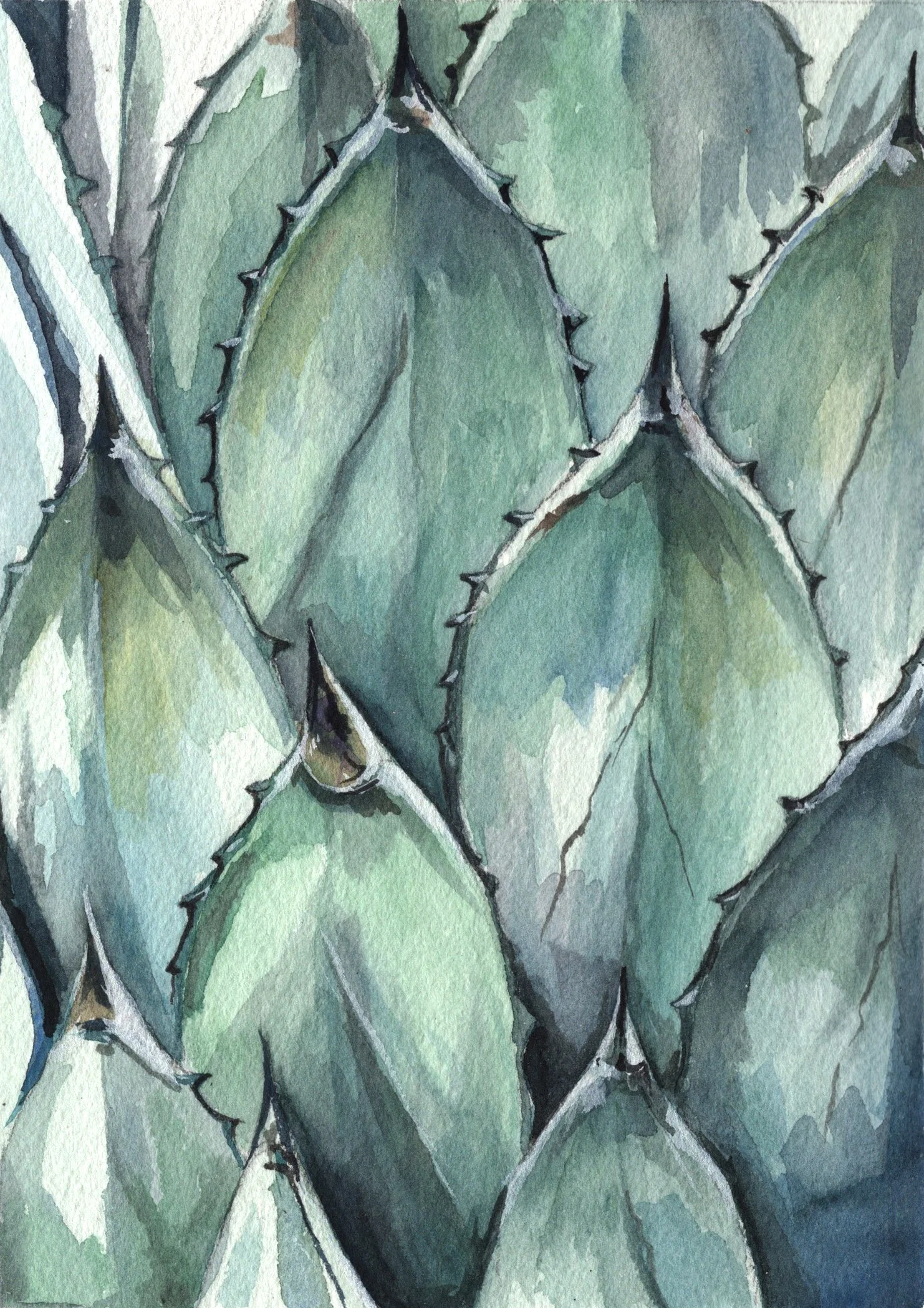 Agave Leaves.jpg