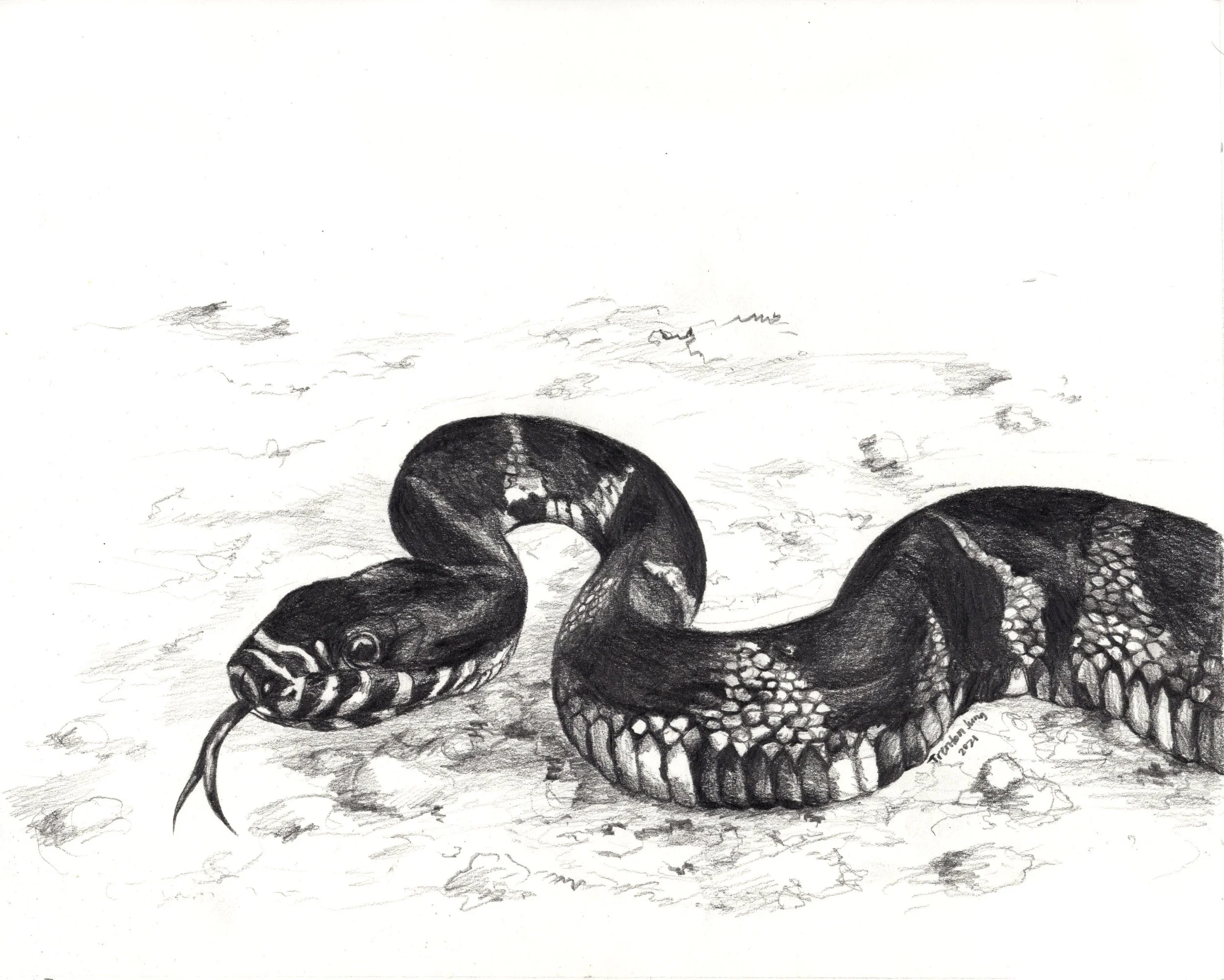 Desert Kingsnake.jpg