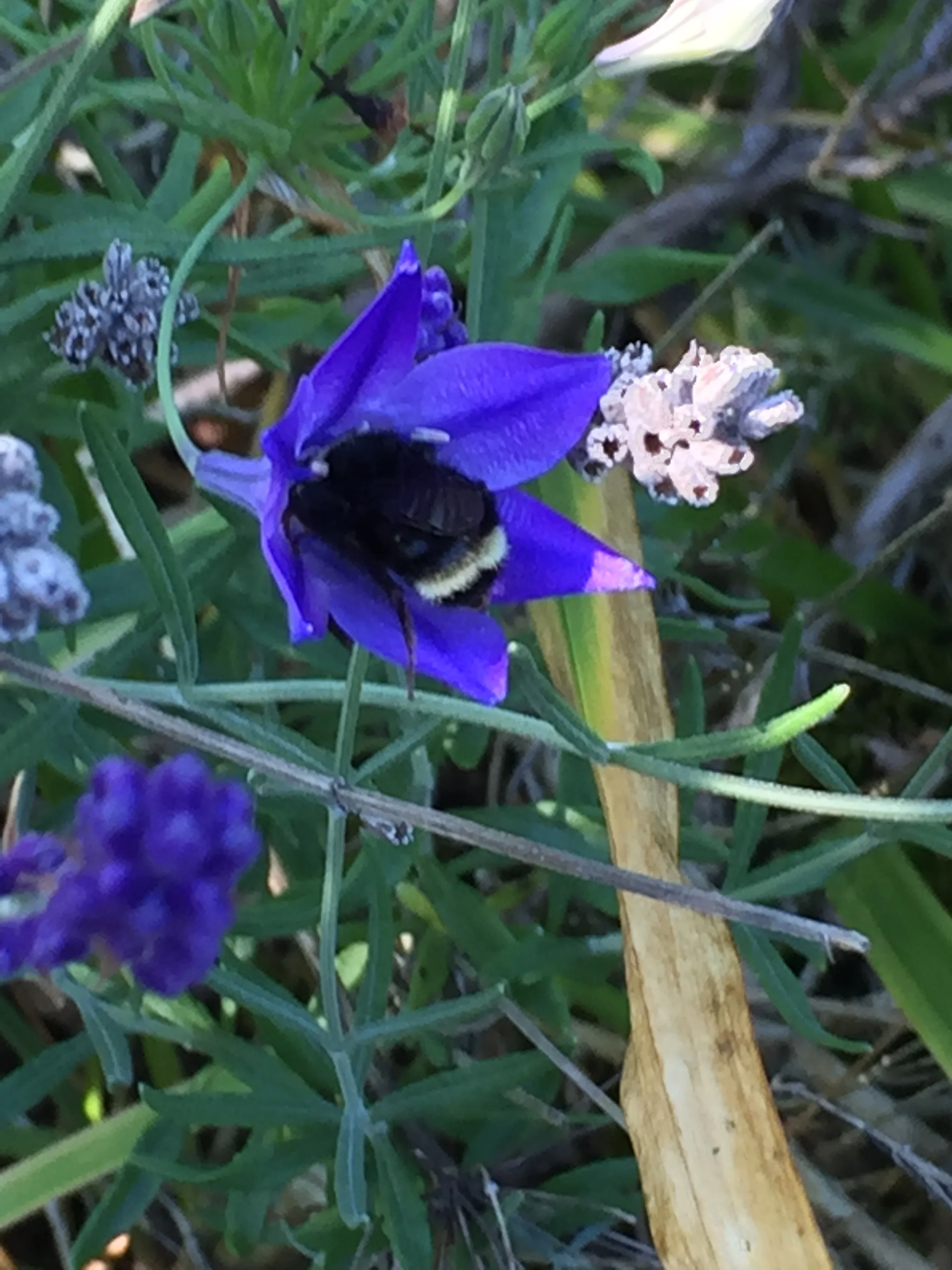 Zzzz... sleeping bee - dear glutton didn't make it home before the sun went down.