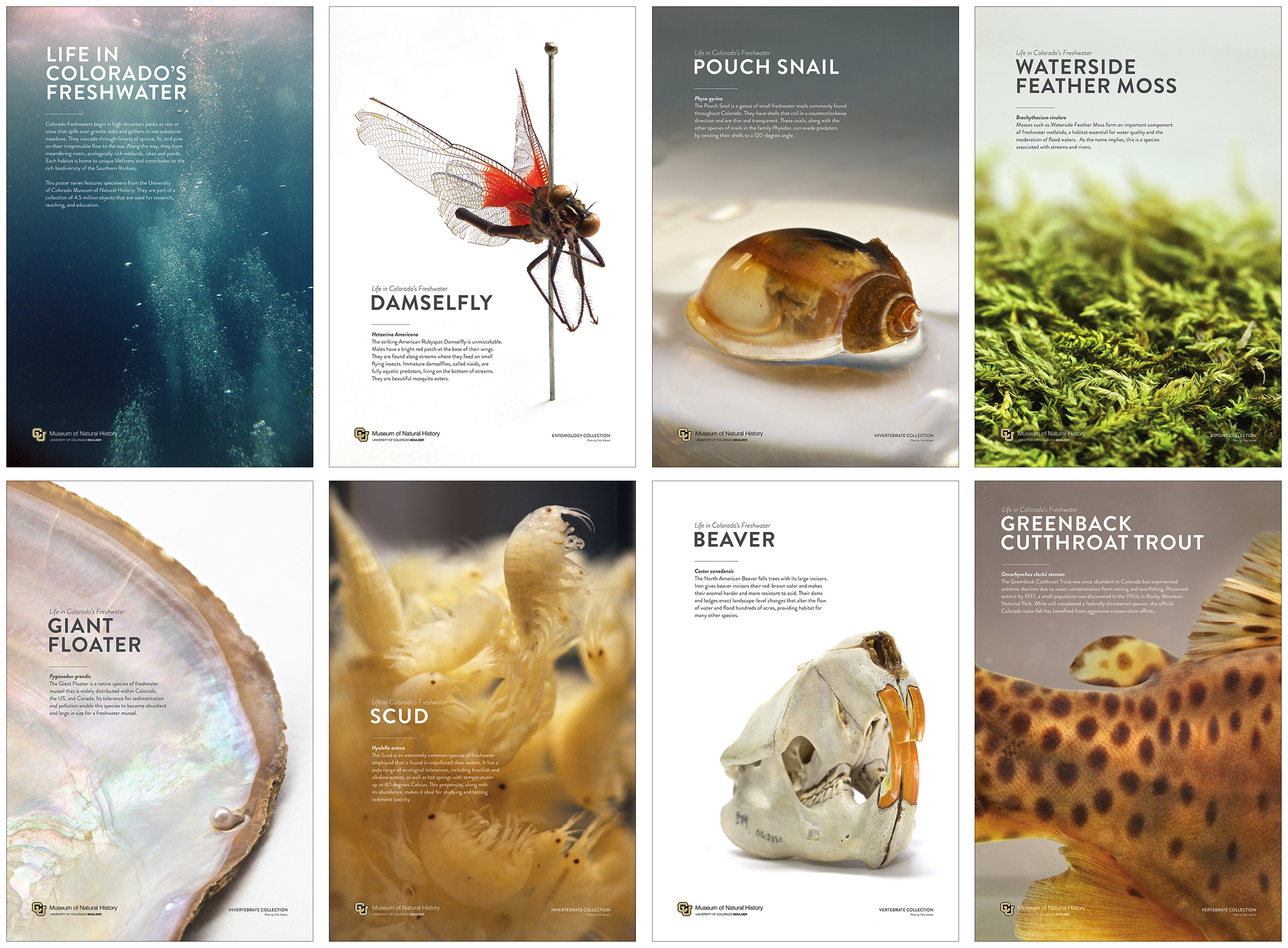   Exhibit Posters  University of Colorado Natural History Museum (Photos by Felix Salazar) Adobe InDesign 
