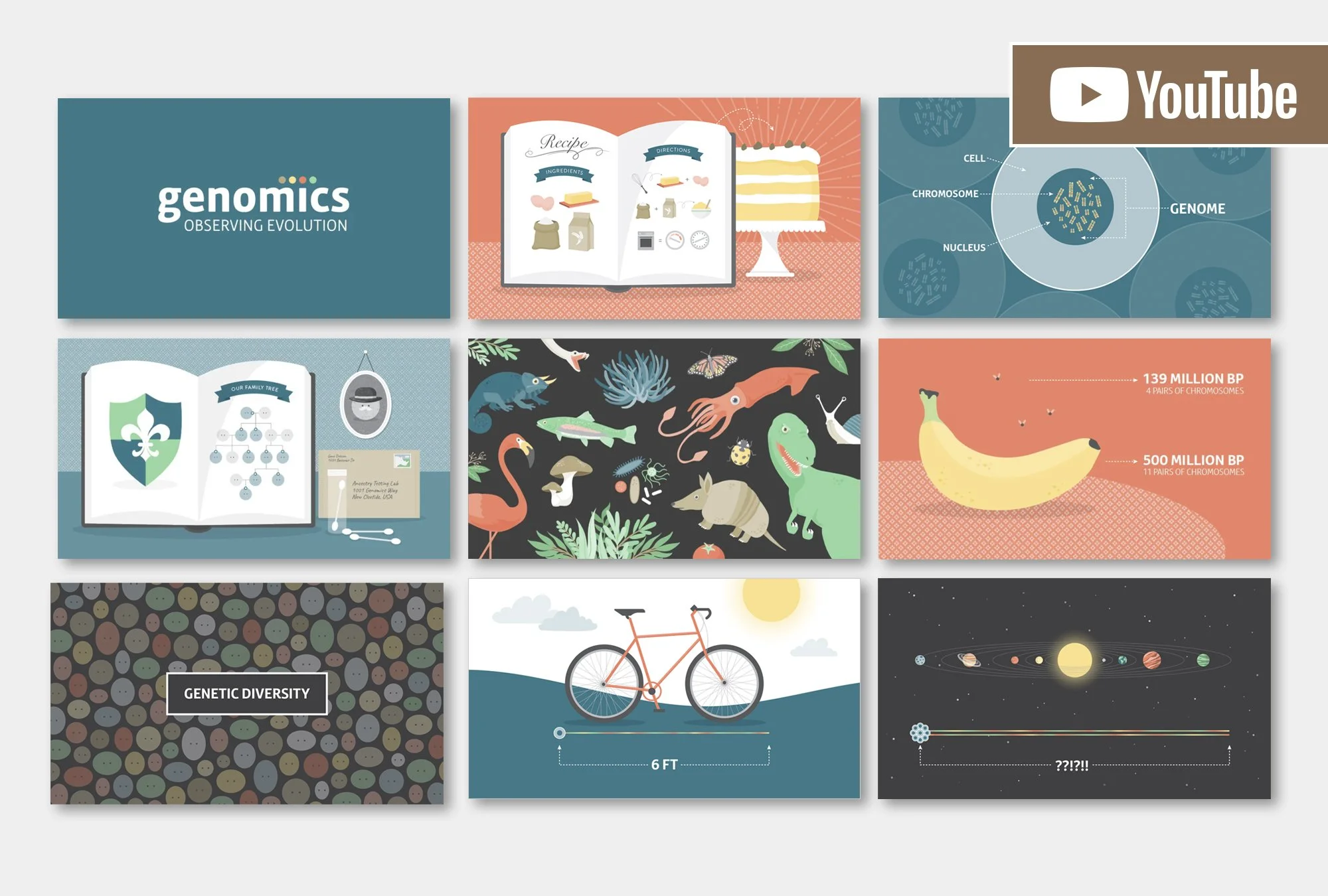 Genomics (CU Museum of Natural History) Educational video installed in an exhibit on site at the CUMNH. (1920×1080px) Project role: Established look-and-feel, created vector illustrations, manipulated stock illustrations, wrote script, storyboard