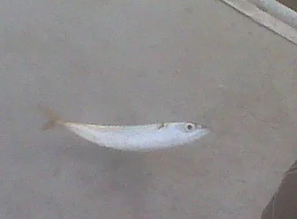 Mistakenly jumped onto the deck