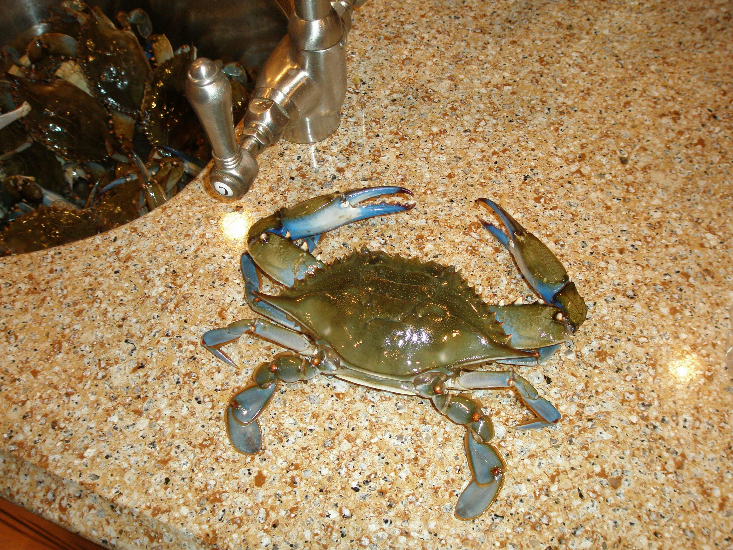 crabfest 2007 029.JPG