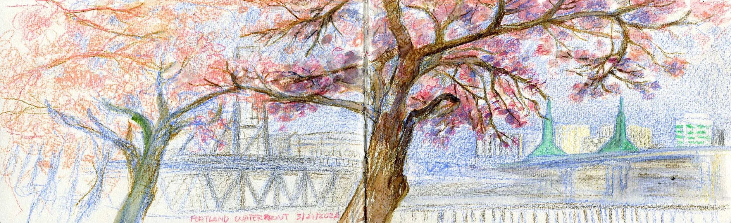 Portland Waterfront Cherry Blossoms