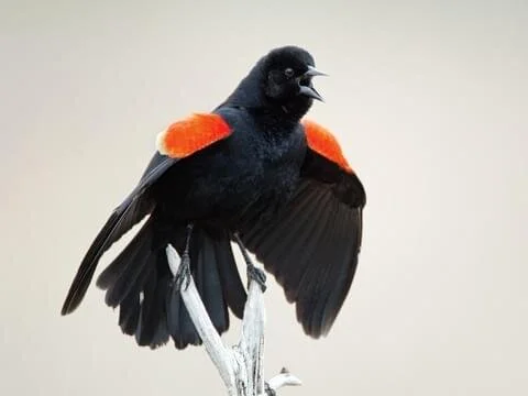 Red-Winged Blackbird