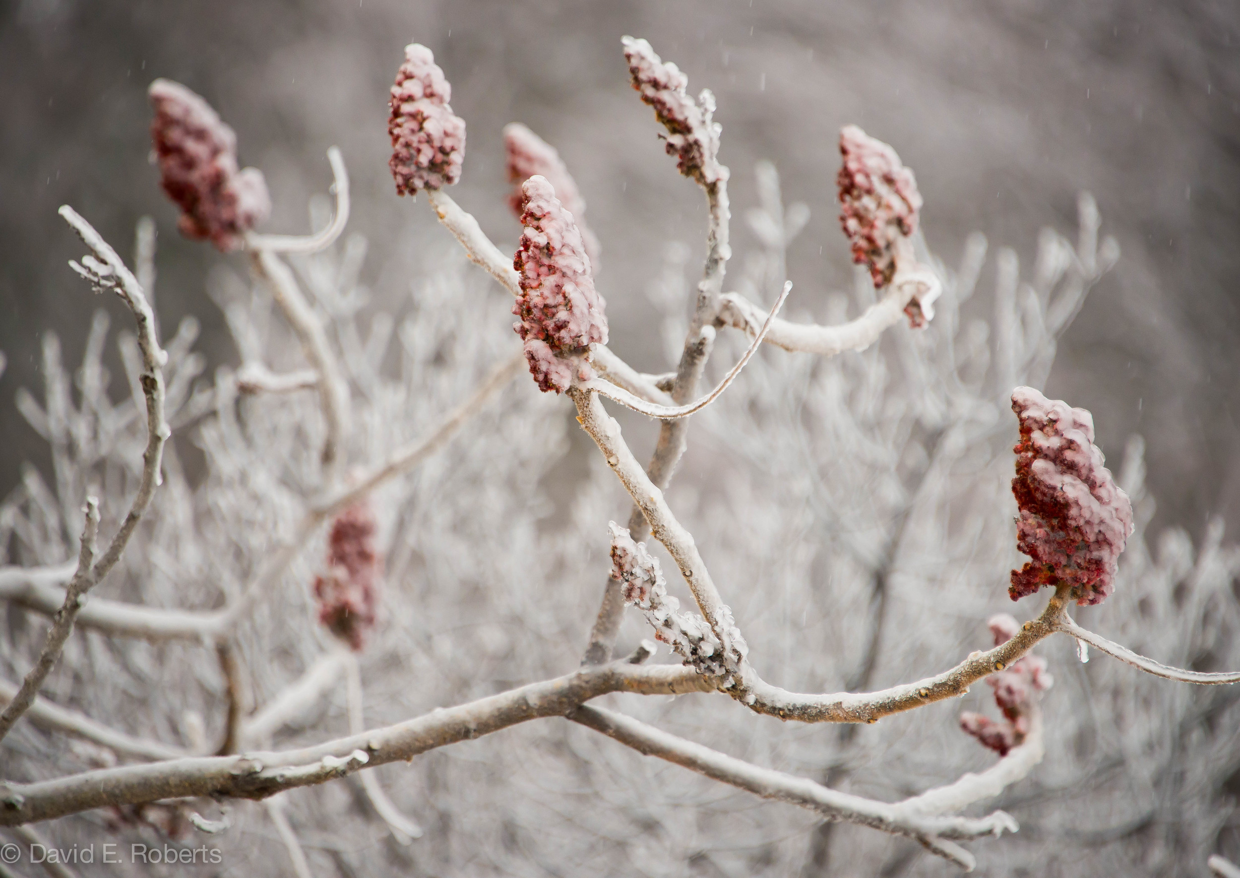 ice storm fb -9308.jpg