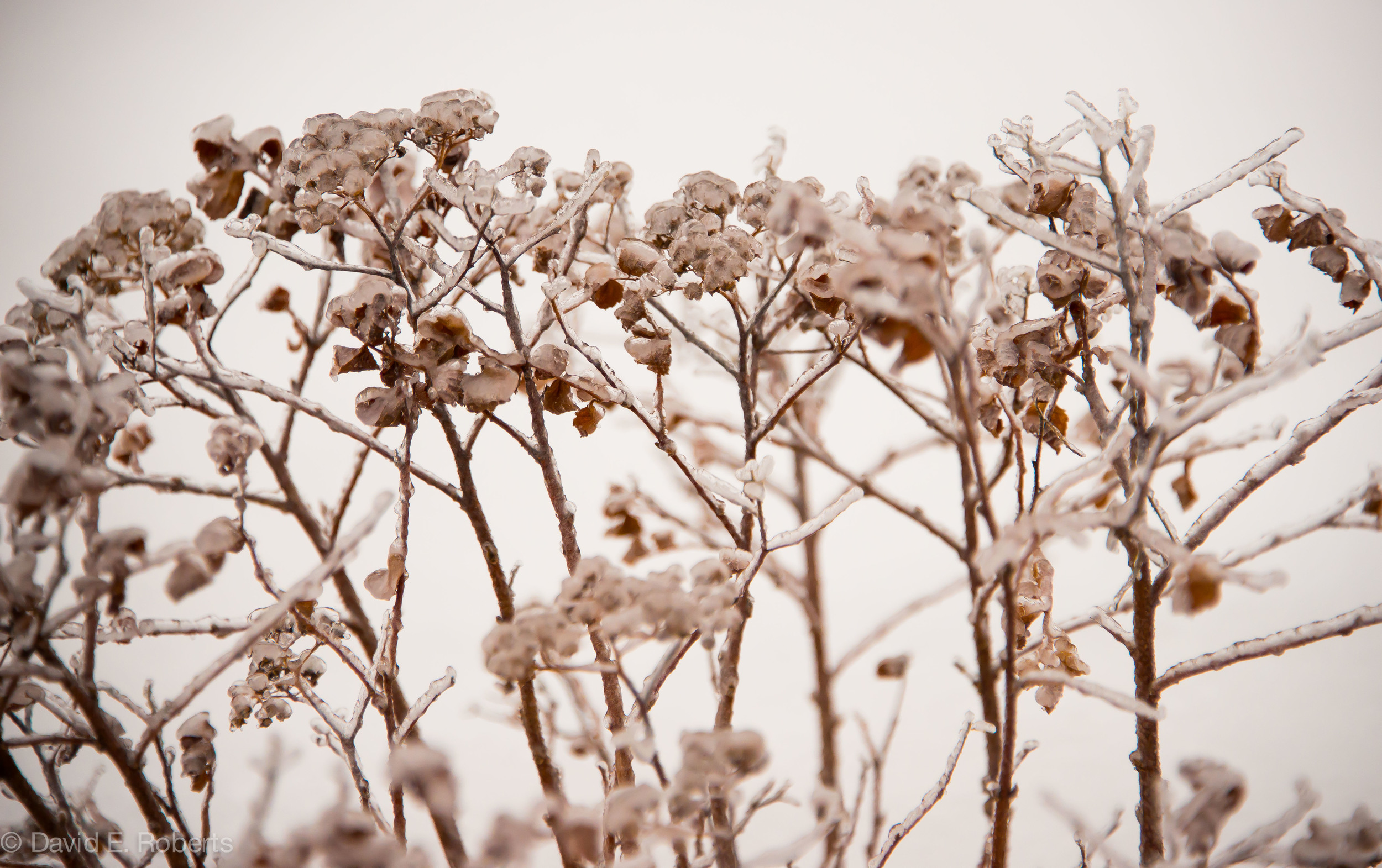 ice storm fb-9212.jpg