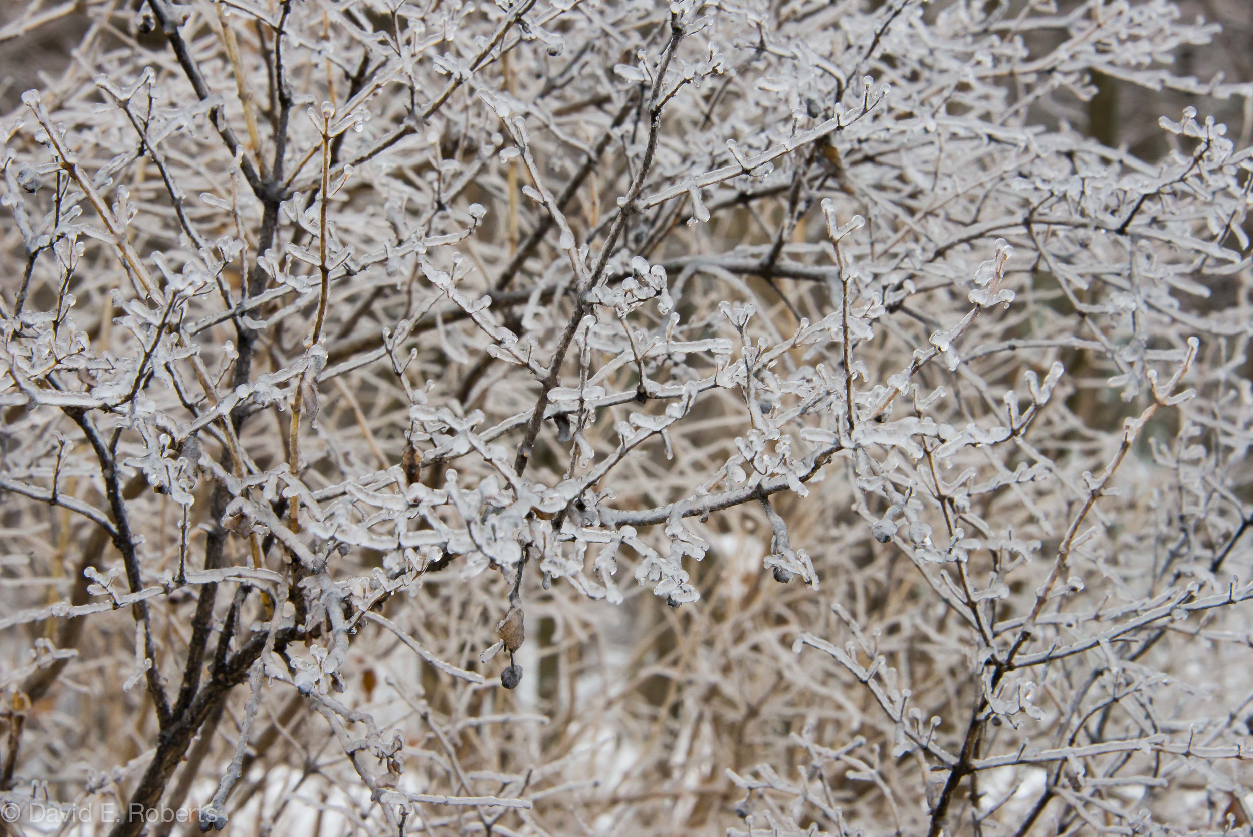 ice storm fb-9259.jpg