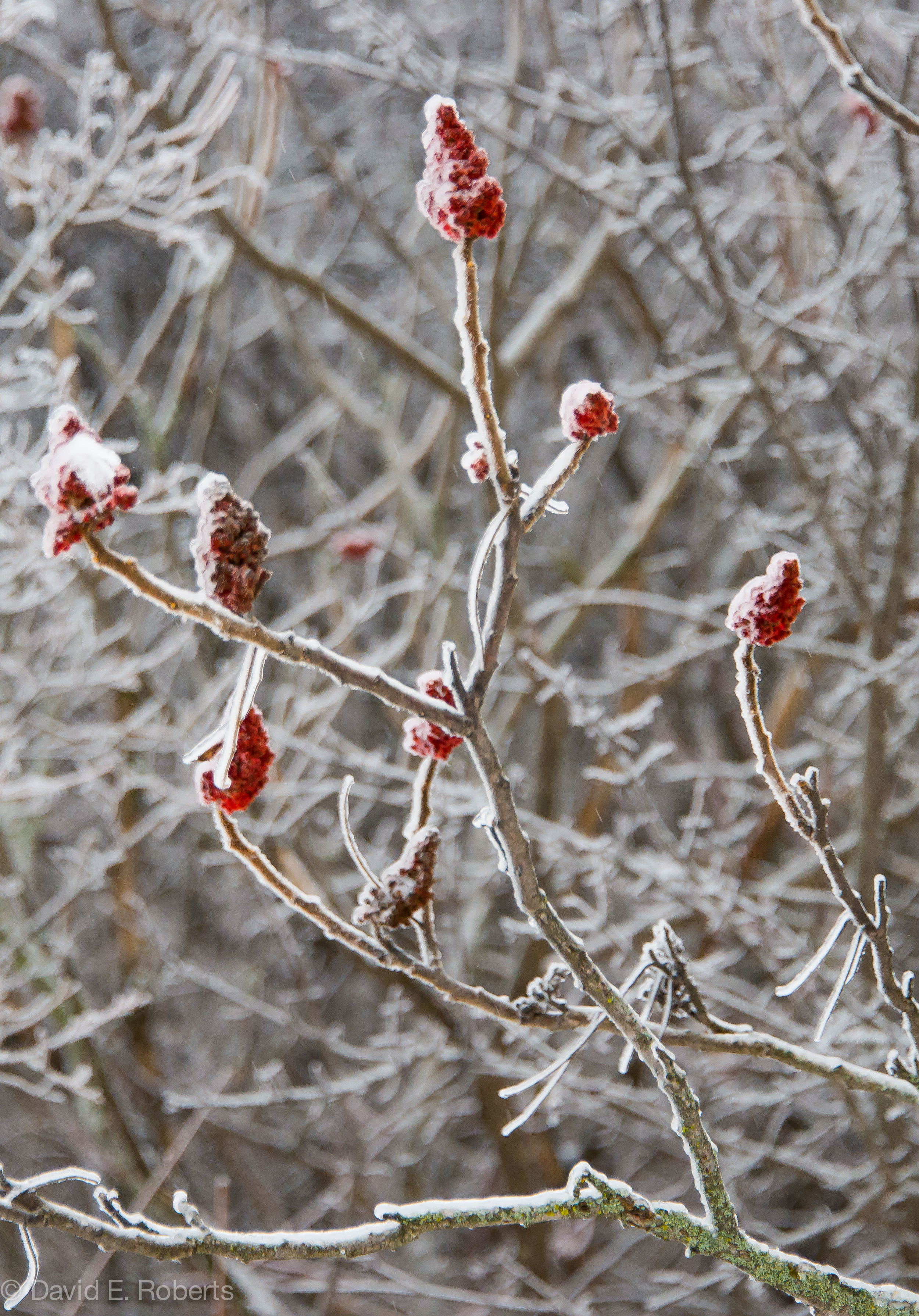 ice storm fb-9280.jpg