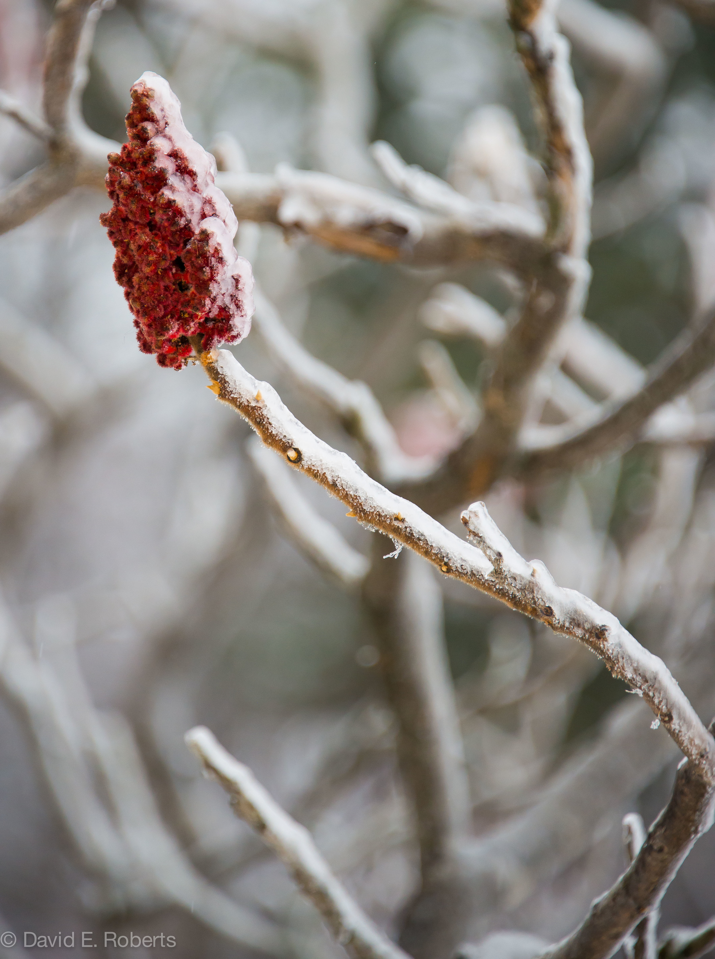 ice storm fb-9294.jpg