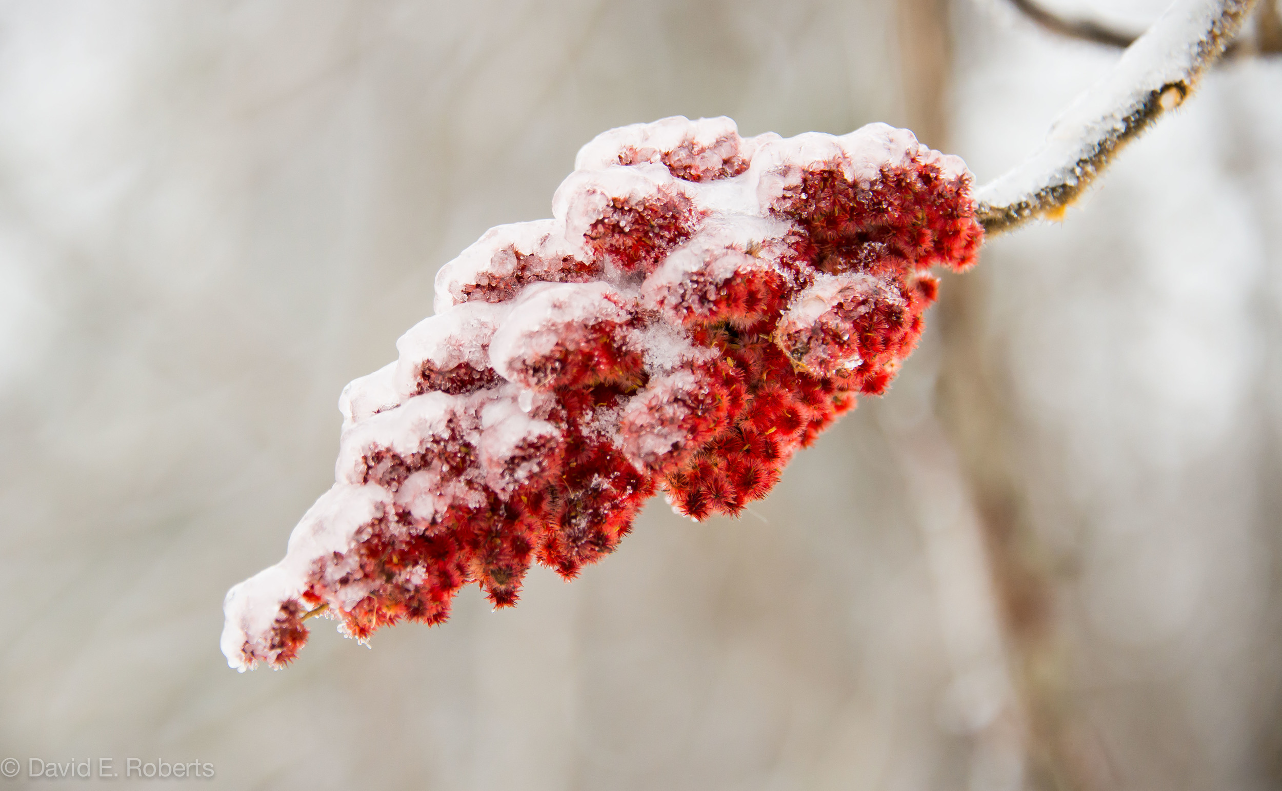 ice storm fb-9316.jpg